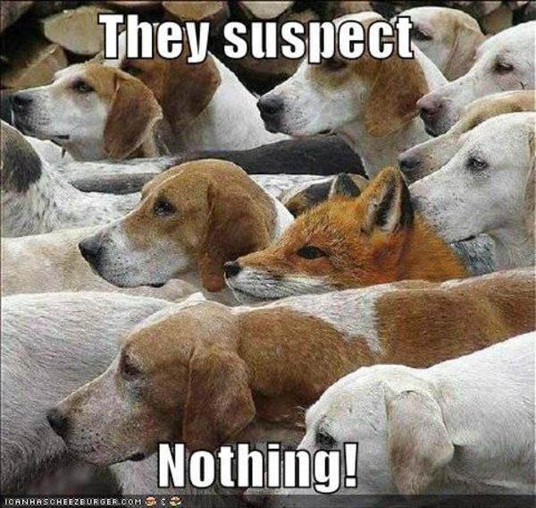 test /img/hide-in-plain-sight/meme.jpeg